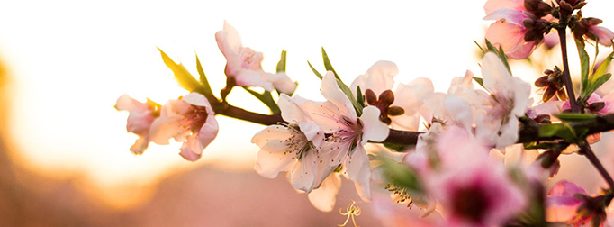 10首描写桃花的古诗有哪些？