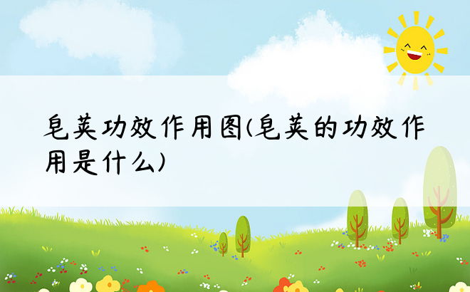 皂荚功效作用图(皂荚的功效作用是什么)